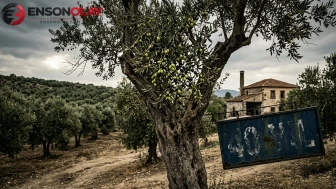 40 yıllık zeytin şirketine bir yıl mühlet! Konkordato süreci başladı