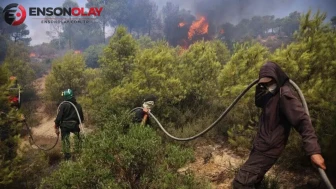 Cezayir’de orman yangını faciası : 12 kişi hayatını kaybetti