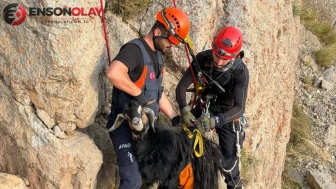 Şırnak Faraşin Yaylası'nda kayalıklarda mahsur kalan keçileri AFAD kurtardı