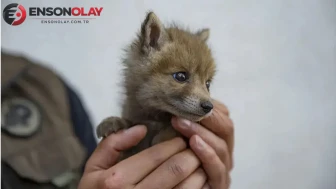 Tokat'ta 20 metrelik çukura düşen tilki yavrusu kurtarıldı