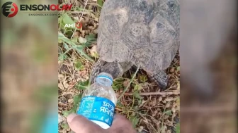 Elazığ'da aşırı sıcak hava nedeniyle susuz kalan kaplumbağa, kurtarıldıktan sonra suya kavuştu
