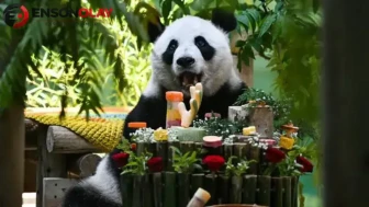 Çin'de dev panda Xing Mei'nin 15'inci yaş günü kutlandı