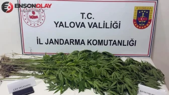 Yalova'da uyuşturucu operasyonu : 3 şüpheli gözaltına alındı