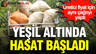 Yeşil altında hasat başladı: Kilosu 255 liradan satılacak