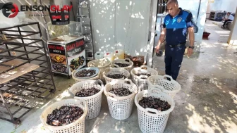 Mersin'de 200 kilogram bozuk midye dolma imha edildi, vatandaşlar tedirgin