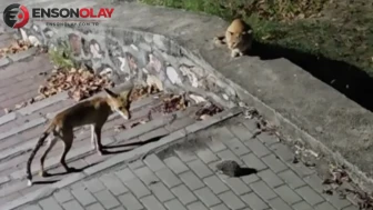 Tilki, kedi ve kirpi şehir merkezinde karşı karşıya geldi: Sıradışı buluşma anları yaşandı