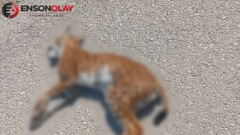 Ender görülen bir vaşak, kaza sonucu hayatını kaybetti!