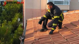Erzincan’da yürekleri ısıtan çalışma : Çatıda mahsur kalan yavru kedi kurtarıldı