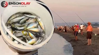 Oltayı kapan sahile koştu: Kovalar istavritle doldu