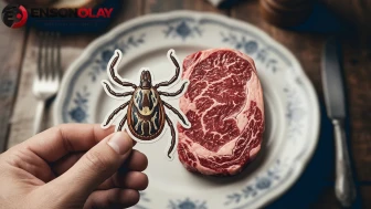 Kene ısırığından aylar sonra ortaya çıkıyor! Kırmızı et yiyenler için kritik uyarı