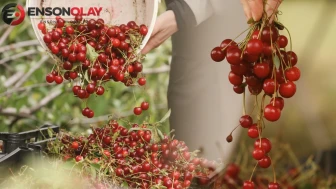 Tokat'ta vişne hasadı başladı: Bu yıl 6 bin 500 ton üretim bekleniyor