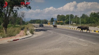 Zonguldak Çaycuma'da Karayolunda Kaçan Mandalar Trafiği Tehlikeye Soktu