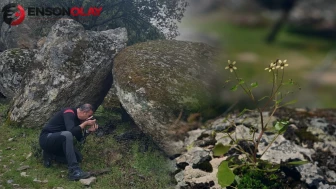 Dünyada sadece Aydın'da yetişiyor: Ege'nin gizli oyuklarında yepyeni bir tür keşfedildi