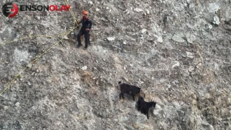 Dağ yamacında mahsur kalan keçiler, 2 saatlik operasyonla kurtarıldılar