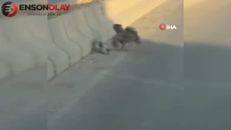 Muş'ta tavuk ve güvercin kavgası şaşkınlık yaşattı