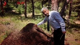 Yozgat'ta gören dönüp bir daha bakıyor! Boyu bir metreyi bulan dev yapılar şaşkınlık oluşturdu