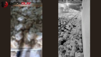 Bolu'da yaşanan tavuk çiftliği faciası: Elektrik arızası nedeniyle 4 bin tavuk hayatını kaybetti