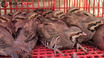 Manisa'da doğal yaşama destek : 1200 kınalı keklik doğaya salındı