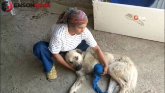 Antalya Serik'te hayvancılık yapan kadının köpeği vuruldu