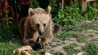 Erzincan'da bozayı ziyaretçilerin ilgi odağı oldu