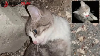 Türkiye’yi ayağa kaldıran skandal görüntüler! Yavru kediye istismar ve şiddet uygulandı