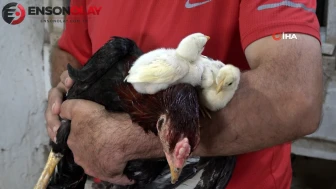 Ordu'da şaşırtan olay: Kuluçkaya horoz yattı, 5 civciv dünyaya getirdi
