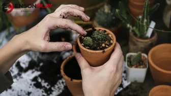 Evde yetiştirilen saksı bitkilerinin daha hızlı büyümesi için pirinç suyunun faydaları neler?