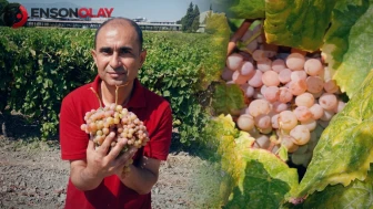 Görenler şaşkına dönüyor! Üzüm diye yiyen çilek tadı alıyor