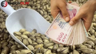 Şanlıurfa’da fıstık hasadı başladı: İç fıstığın kilosu bakın kaç bin lirayı buldu?