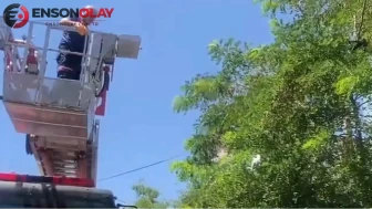 Bitlis ilinde yaşanan olayda ayağı ipe dolanan karga, ağaçta mahsur kaldı