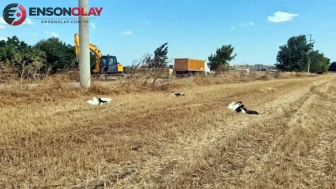 Tekirdağ'da elektrik akımına kapılan 30 leylek tarlada ölü bulundu