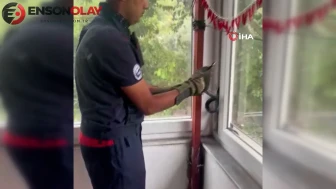 Hatay'da Pencere Aralığına Sıkışan Yılan Son Anda Kurtarıldı