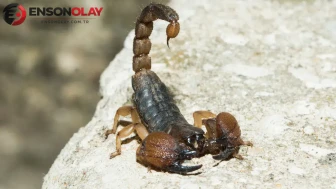 İstanbul’da akrep alarmı ! Akrepler evlere nereden giriyor?