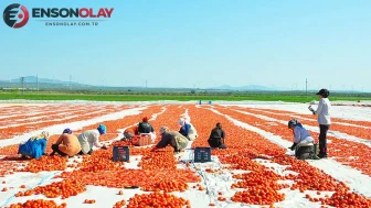 Manisa Ovası'nda domates hasadı başladı : Domatesler 91 ülkeye ihraç ediliyor
