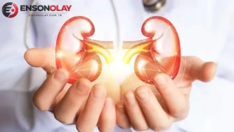 Tıp dünyasında akılalmaz olay! Genetiği değiştirilmiş domuz böbreği, insan vücudunda 271 gün çalıştı