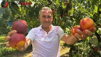 Ağustosta tarlada 10 liraya kadar düşmüştü: Dalında 40 lirayı gördü