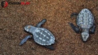 Didim'de 60 caretta caretta yavrusu, koruma altındaki sahilde güvenle denize bırakıldı.