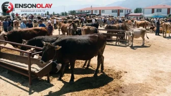 Uşak'ta Şap hastalığı nedeniyle hayvan pazarları kapatıldı
