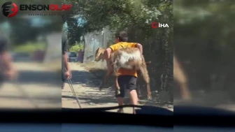 Besleyip büyüttüğü oğlağını yangın yerinden sırtında taşıyarak götürdü