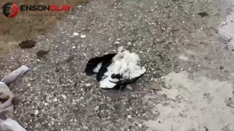 Kütahya'da tren yolu yakınında çok sayıda leylek ölü bulundu