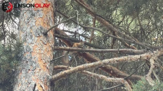 Kars Sarıkamış'ta sürpriz karşılaşma : Kızıl sincap görüntülendi
