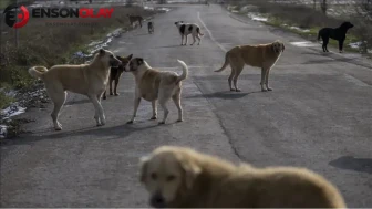81 ilde sokak köpeği denetimi başlıyor ! Müfettişler eylül boyunca sahada
