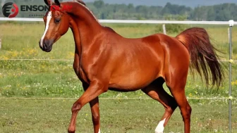 TİGEM 26 safkan Arap tayını satışa çıkarıyor: İhale tarihleri belli oldu