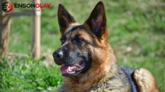 Ordu'da ağzına çengel takılan köpek tedavi edildi