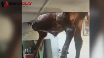Aydın'da evin çatısına düşen boğa tavanda asılı kaldı