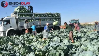 Niğde’de beyaz lahana hasadı başladı : Tarlada tanesi 40 ile 60 lira arasında