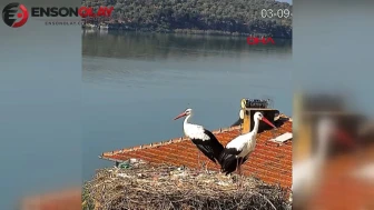 Yaren leylek ve eşi göç yolculuğu için yuvadan ayrıldı