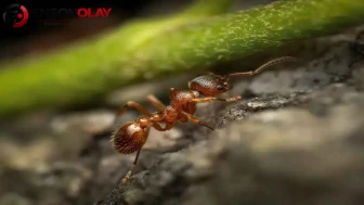 Milyarlarca karınca nasıl 4 ülkeyi birbirine bağladı ? Karıncalar hakkında ilginç gerçekler