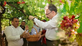 Dalından Avusturya’ya yolculuk: Tayfi üzüm hasadı başladı