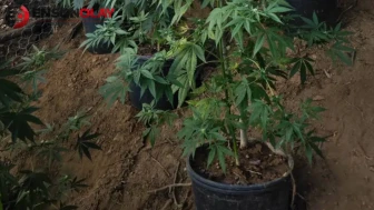 Bingöl'de jandarma ekipleri 5 bin kök kenevir ele geçirdi